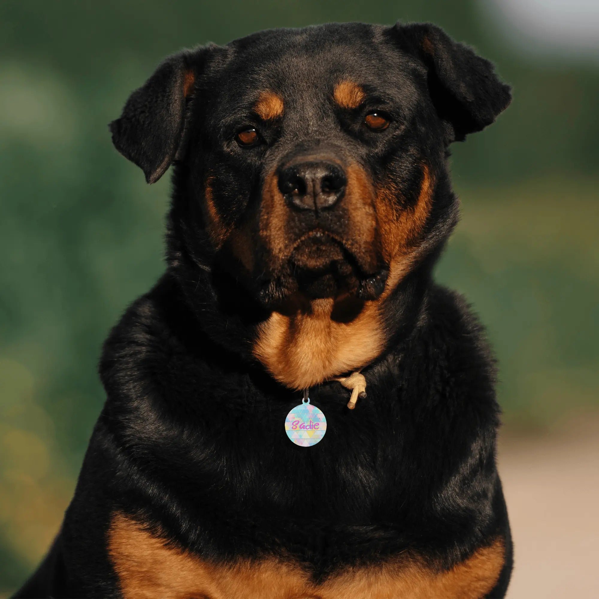 Médaille d'identification personnalisée pour chien en alliage métallique gravée au laser