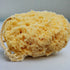 Natural Sea Sponge